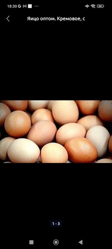 корм для птицы: Нужно яйца бродлеров у кого есть пишите надо много яйиц сам заберу!!