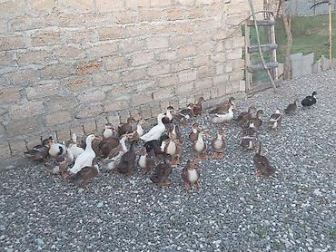 pulsuz heyvanlar verilir: Boyukleri 13 manat balacalari 10 manat — 1