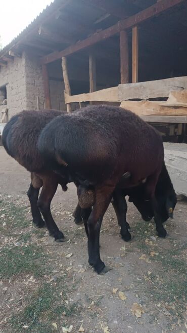 Бараны, овцы: Продаю | Баран (самец) | Эдильбаевская | Для разведения | Племенные — 8