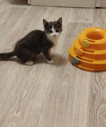 наполнитель для кошек: 3 айлык, Эркек, Лотокко барууга үйрөтүлгөн, Курттардан тазаланган, Эмделген