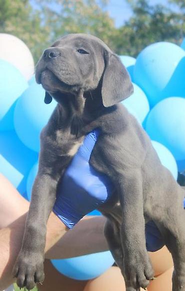 Psi: Cane Corso štenci U ponudi veoma perspektivni štenci iz različitih — 5