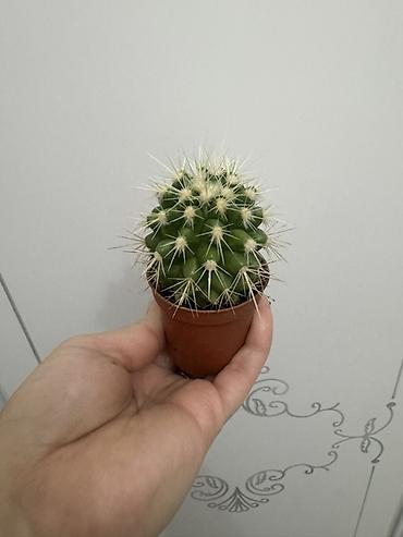 Замиокулькас (Долларовое дерево): Комнатные растения в горшках (на выбор): 1) Замиокулькас (Zamioculcas — 12