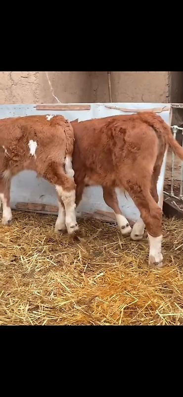 Dana, buzov: Iki ədəd erkek dana biri 2 aylıq biri 51 günlük ikisidə erkrkdi temiz — 9