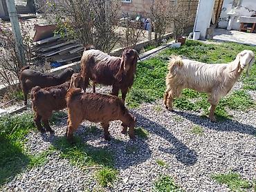 Digər kənd təsərrüfatı heyvanları: Hələb keçiləri satılır.2ana 5bala — 3