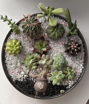 стаканчики с крышкой: 🌵 Продам авторскую композицию из живых суккулентов и кактусов Создана