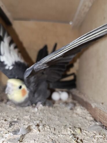 Грызуны: Məhsul: Nimfa (Cockatiel) cütü və yuvalama qutusu Təsvir: -