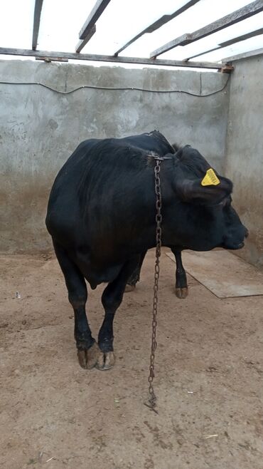Коровы, быки: Dana satılır təmiz heyvadir tam sağlam heyvandir qiyməti razılaşma