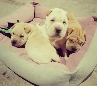 Psi: USREĆITE NEKOGA Prelepi kučići kineske rase ŠAR pei u ponudi 1 ženka i — 7