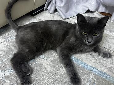 Одам кошку в хорошие руки кошку зовут Мая ей 1 год кошка приучина к