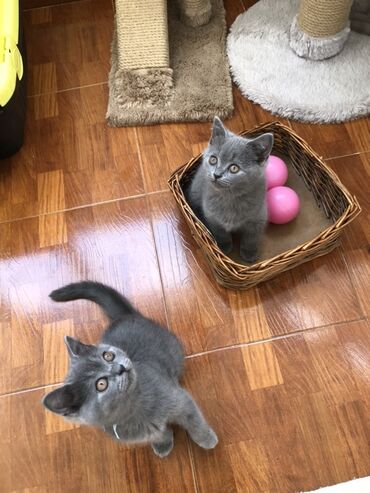 Pişiklər: Şotland, Dişi, Erkək, Ünvandan götürmə — 12