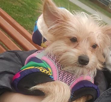 york terrier: Yorkshire Terrier balası satılır(hipoalerjenik )-Goldast, erkek. Çox — 1