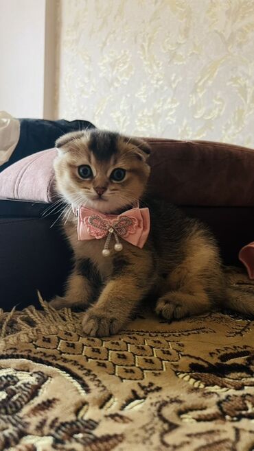 Pişiklər: Dişi — 3