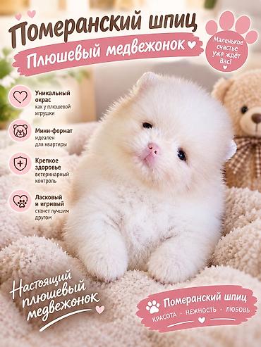 Порода: померанский шпиц Тип: щенок «плюшевый медвежонок»