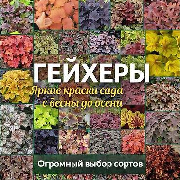 Другие садовые цветы и кустарники: Https://t.me/blooming_garden_kg Редкие и эффектные декоративные — 13