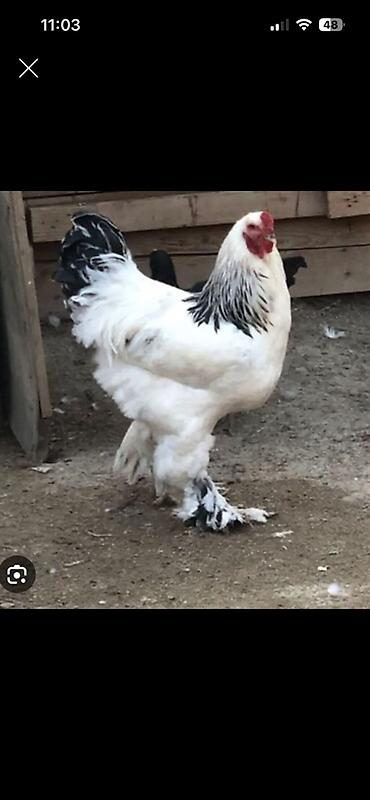 sud ceni: Brahma cinsinə aid toyuq yumurtaları - Cins: Brahma (ayaqları tüklü — 1
