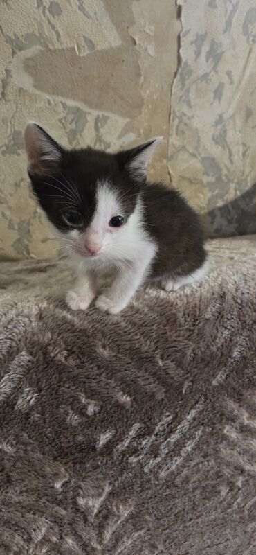 pişik pers: Dişi
