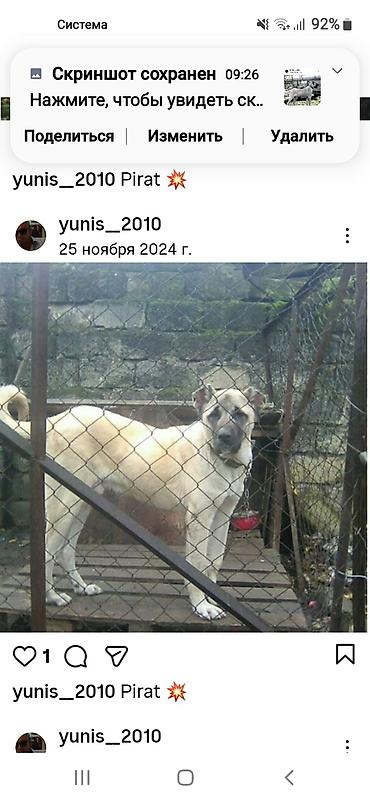 İtlər: Kanqal — 9