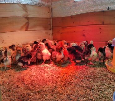 животные птицы: Продаю цыплят суточные. Домашние, смешанные,мясо яичные. Каждую неделю