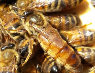 Arılar: Salam Bakfast ana arisi satilir. Mayalanmayib 1 ededi 20 azn 2 eded