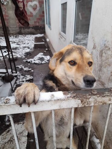 Отдам даром собаку: Собака даром: Дворняжка, 1 год, Самка