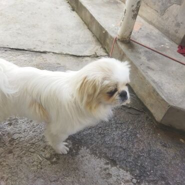 пекинес цена в баку: Pekines, 1 il, Erkek, Peyvəndli, Ünvandan götürmə, Ödənişli çatdırılma