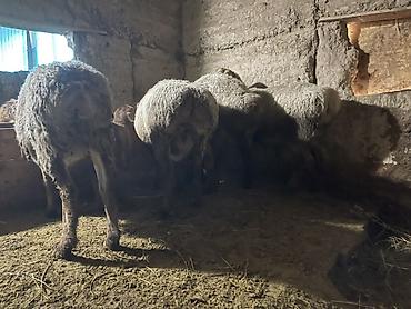 Баран, овца: Продаю | Овца (самка) | Для разведения | Матка — 9