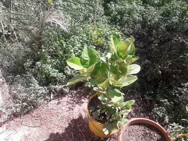 Ağaclar: Məhsul: Qreypfrut/limon sitrus fidanı (qabda) Təsvir: - Qabda