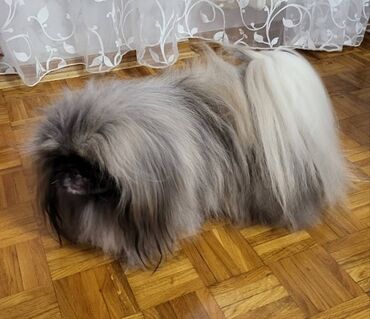 Psi: Pekinezeri, pravi, izuzetno poreklo, rodovnik, knjižice, vakcine na lalafo.rs — 20 Psi: Pekinezeri, pravi, izuzetno poreklo, rodovnik, knjižice, vakcine — 20