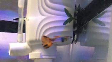 Аквариумы: Рыбки гуппи подростки — 4