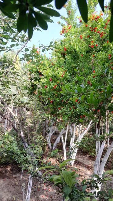 Uzunmüddətli kirayə evlər: 24 kv. m, 1 otaqlı, İnternet, Qaz, İşıq — 25