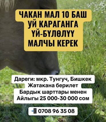 малчы болуп иштейм: Требуется Скотник, Оплата Ежемесячно, Питание