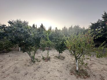 Bağ evlərinin satışı: Digah, 300 kv. m, 7 otaqlı, Hovuzlu, İşıq, Artezian quyusu, Kanalizasiya -da lalafo.az — 5 Bağ evlərinin satışı: Digah, 300 kv. m, 7 otaqlı, Hovuzlu, İşıq, Artezian quyusu, Kanalizasiya — 5