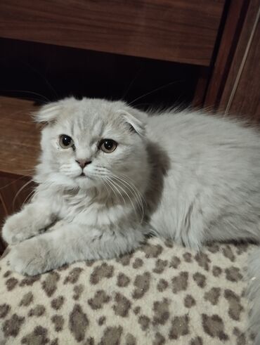 цена вислоухого кота: КОТЯТА! В ПРОДАЖЕ ОЧАРОВАТЕЛЬНЫЕ МАЛЬЧИКИ ШОТЛАНДЦЫ, ХАЙЛЕНД ФОЛД