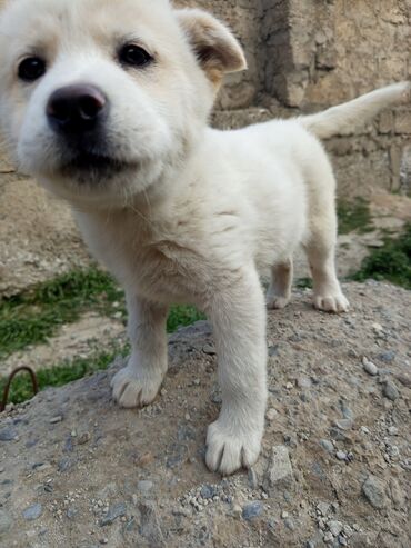 naxcivan it elanlari: Akita-inu, 5 ay, Dişi, Peyvəndli, Ünvandan götürmə