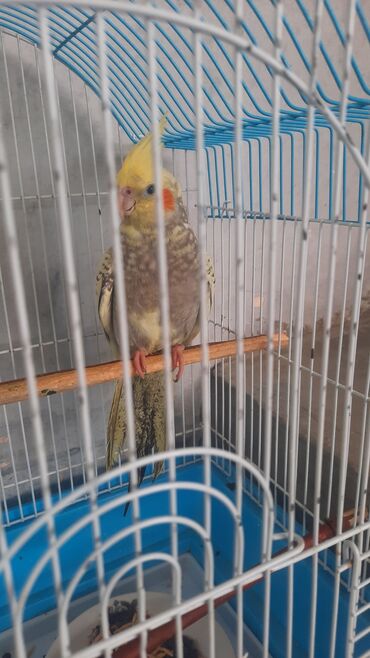 попугай корелла: Cüt corella tutuquşuları.Hər ikisidə ələ örgəşib qetiyyen diş