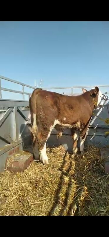 Dana, buzov: Satışda: ətlik istiqamətli dana - Cins tipi: Simmental qarışığı -da lalafo.az — 5 Dana, buzov: Satışda: ətlik istiqamətli dana - Cins tipi: Simmental qarışığı — 5