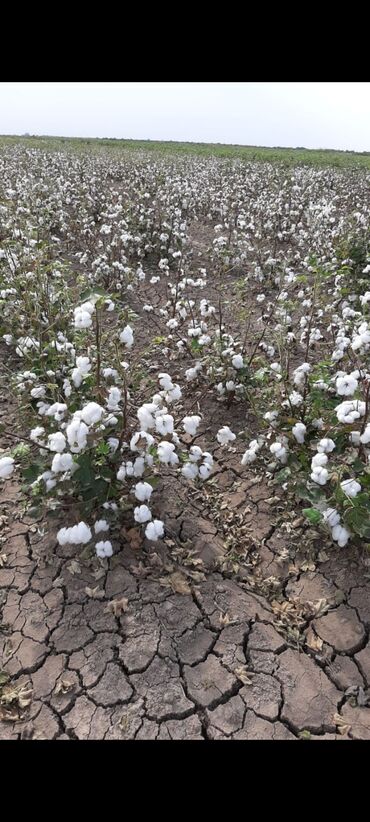 Torpaq sahələrinin satışı: 40000 sot, Kənd təsərrüfatı, Mülkiyyətçi, Müqavilə — 6