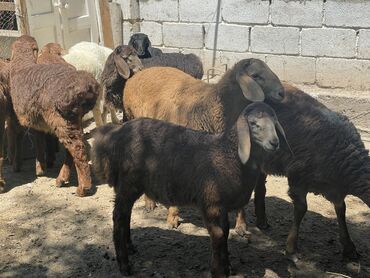 Бараны, овцы: Продаю | Ягненок, Баран (самец) | Гиссарская, Арашан | Для разведения