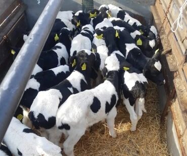 дойный коров: Продаю | Корова (самка), Бык (самец), Тёлка | Ангус, Герефорд, Голштин | На откорм, На забой, Для разведения | Племенные