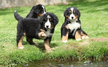 Beaitiful new litter Bernese Mountain Puppies and we are willing to