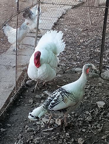 Индюки: Продаю | Индюшка (самка), Индюк (самец) | Полукровка | На забой, Для разведения | Племенные — 5