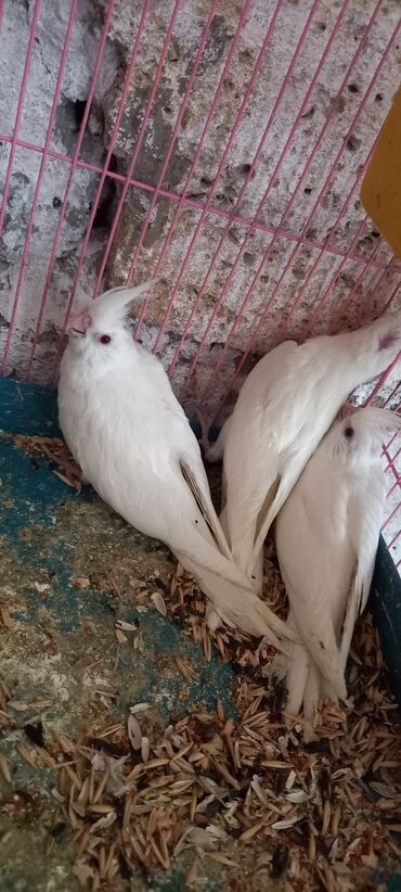 Tutuquşları: Salam ilk ozce yazini hamisini oxuyun sonra elaqe saxliyin hardasa bir — 5