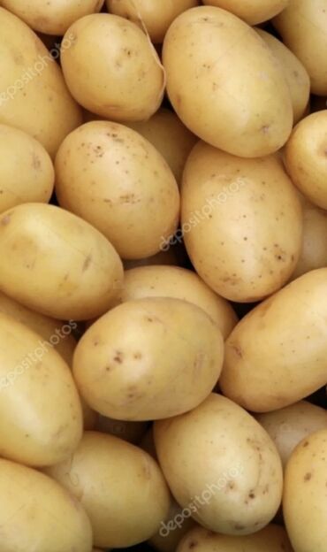 картошка риверо: Продаю Картошку ранний высоко урожайный
Сорт Актрис 1-репродукция