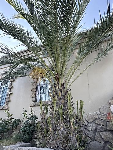 palma agaci satilir: Xurma palması (Phoenix dactylifera) - Növ: Xurma palması — 2