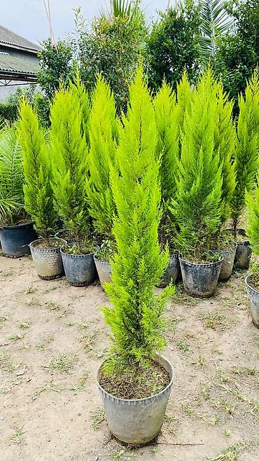 limon şam ağacı: Thuja “Golden Smaragd” (qızılı-yaşıl iynəyarpaq kolu) – qapda - Bitki — 1