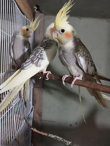 bulbul quşu satışı: Karela bir erkek bir dişi hele baladilar l) – sarı çəlpaq — 1