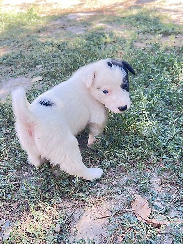 домашные животные: Кучукторго уй керек🐶Бишкек — 1