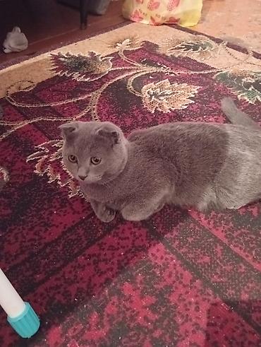 сиамский вислоухий кот: Шотландская вислоухая кошка (Scottish Fold), окраса «blue» (серый — 1