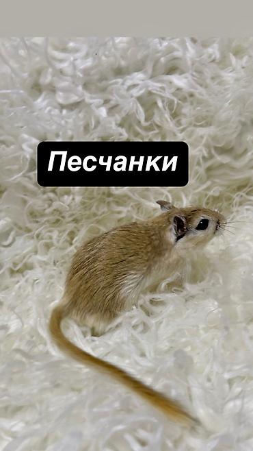 Птицы: Ручные песчанки монгольские. Красивые окрасы, есть девочки и мальчики — 12