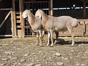 Баран, овца: Продаю | Ягненок, Баран (самец) | Арашан — 3